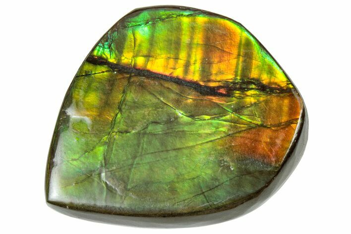 Iridescent Ammolite (Fossil Ammonite Shell) - Orange/Greens #310328